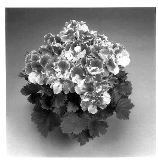 Figure 1 of US plant patent PP13492, the photograph of Elegance Rose Bicolor printed in the patent.