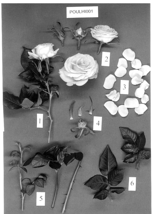 Figure 1 of US plant patent PP13493, the photograph of POULhi001 printed in the patent.