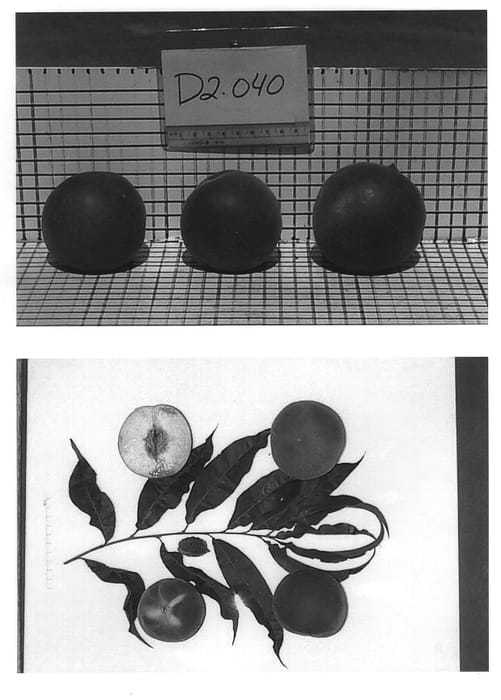 Figure 1 of US plant patent PP13494, the photograph of Burpeachnine printed in the patent.