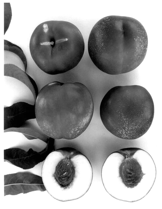 Figure 1 of US plant patent PP13495, the photograph of Sweet Pearl printed in the patent.