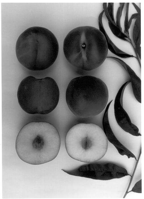 Figure 1 of US plant patent PP13496, the photograph of Ivory Queen printed in the patent.