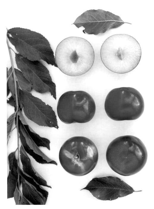 Figure 1 of US plant patent PP13497, the photograph of Red Majesty printed in the patent.