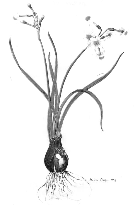 Figure 1 of US plant patent PP13498, the photograph of Charles Thatham printed in the patent.