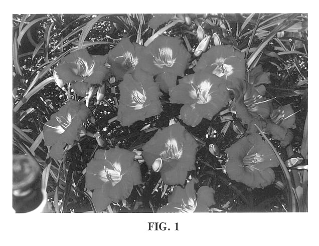 Figure 1 of US plant patent PP13499, the photograph of Red Hot Returns printed in the patent.