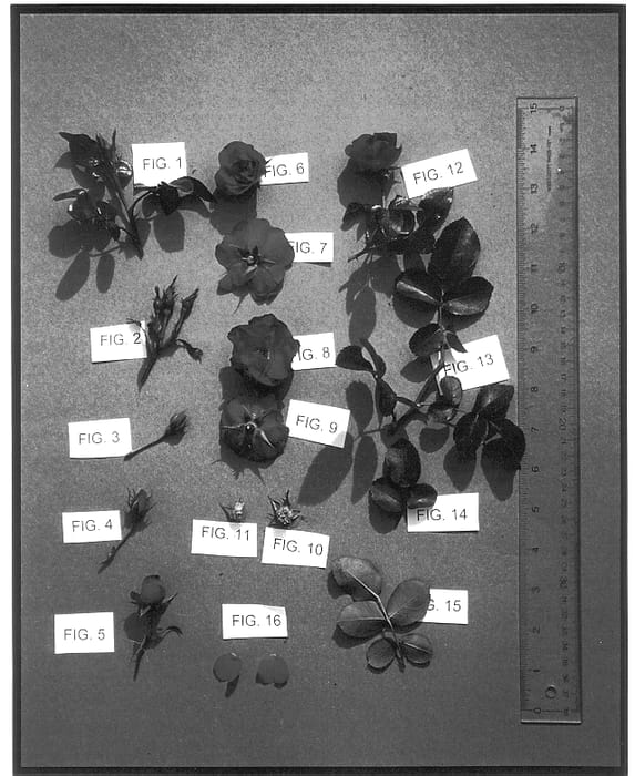 Figure 1 of US plant patent PP13500, the photograph of Meipreston printed in the patent.