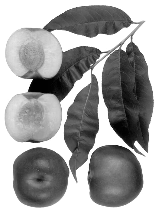Figure 1 of US plant patent PP13501, the photograph of Zee Fire printed in the patent.