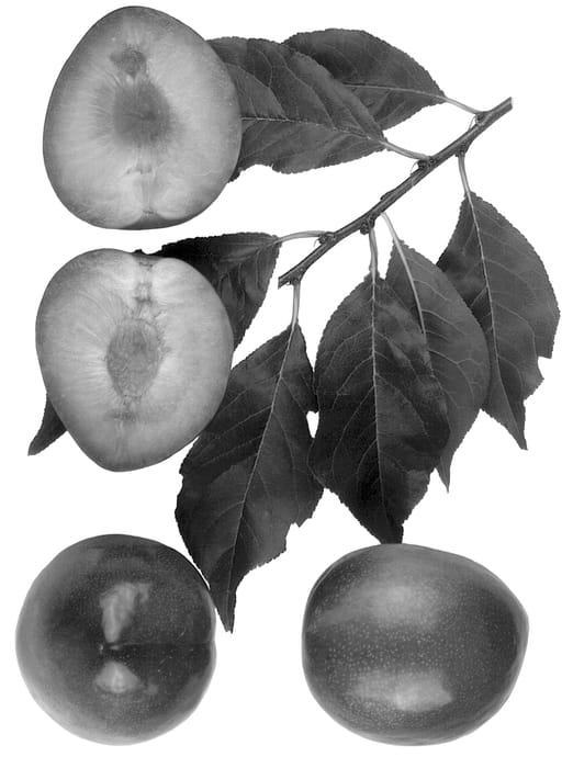 Figure 1 of US plant patent PP13502, the photograph of Flavor Jewel printed in the patent.