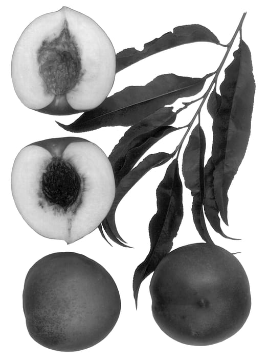 Figure 1 of US plant patent PP13503, the photograph of Spicezee printed in the patent.