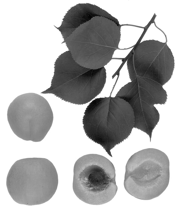 Figure 1 of US plant patent PP13504, the photograph of Brittany Gold printed in the patent.