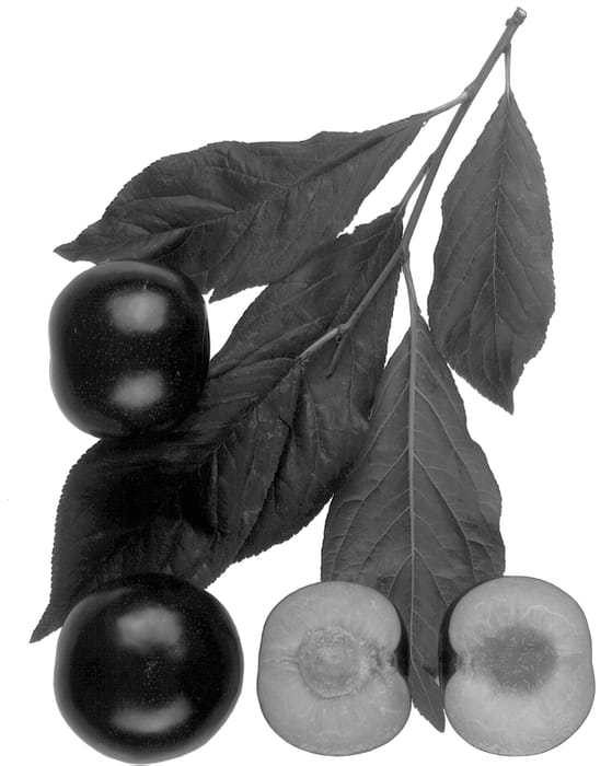 Figure 1 of US plant patent PP13505, the photograph of Royal Treat printed in the patent.
