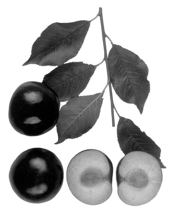 Figure 1 of US plant patent PP13506, the photograph of Rubirosa printed in the patent.