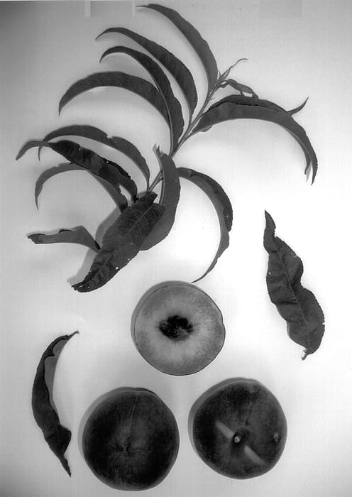 Figure 1 of US plant patent PP13507, the photograph of Burpeachten printed in the patent.