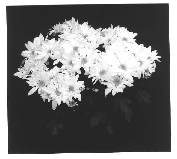 Figure 1 of US plant patent PP13508, the photograph of White Yograceland printed in the patent.