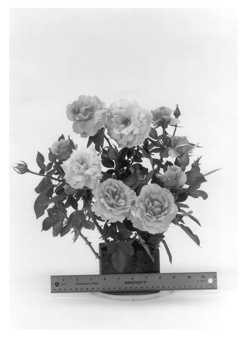 Figure 1 of US plant patent PP13509, the photograph of WEKvosuimp printed in the patent.