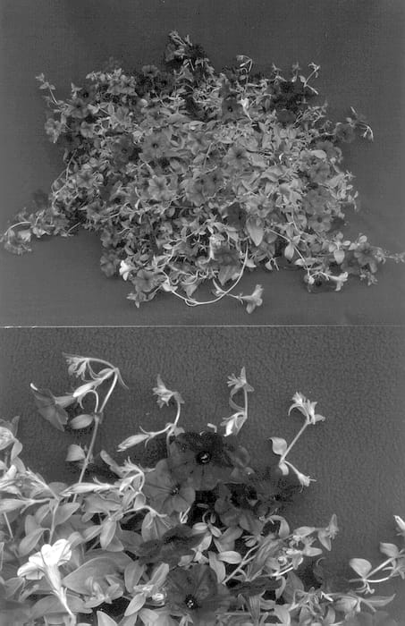 Figure 1 of US plant patent PP13510, the photograph of Conviolet printed in the patent.