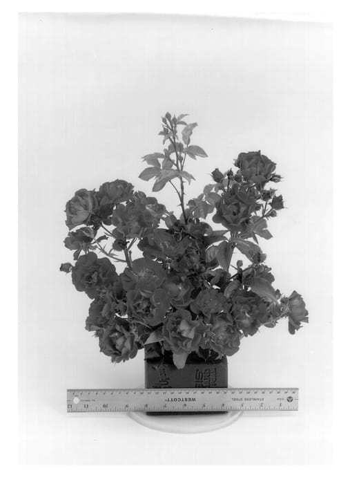 Figure 1 of US plant patent PP13511, the photograph of WEKrera printed in the patent.