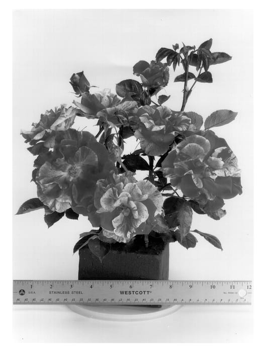 Figure 1 of US plant patent PP13512, the photograph of WEKtorcent printed in the patent.