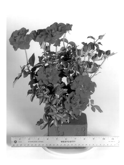 Figure 1 of US plant patent PP13513, the photograph of WEKsanpoly printed in the patent.