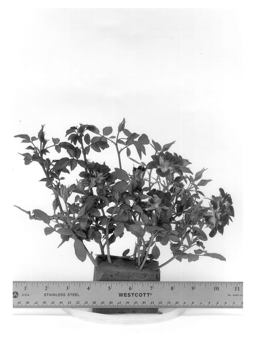 Figure 1 of US plant patent PP13514, the photograph of WEKsnacare printed in the patent.