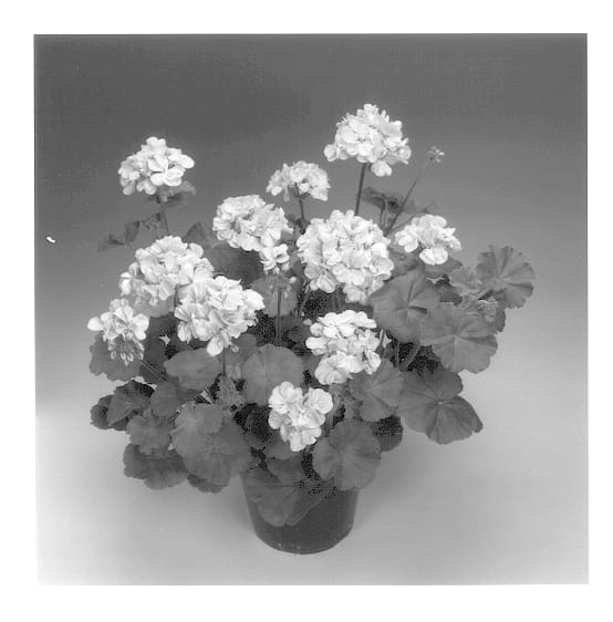 Figure 1 of US plant patent PP13515, the photograph of Candy Light Salmon printed in the patent.