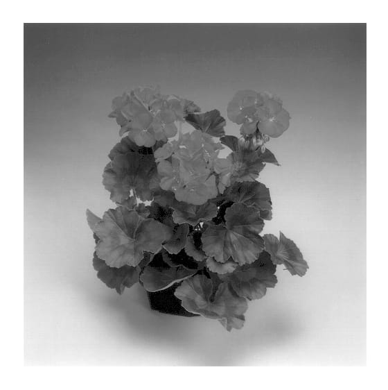 Figure 1 of US plant patent PP13516, the photograph of Patriot Red printed in the patent.