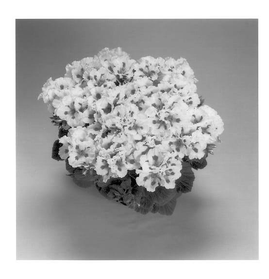 Figure 1 of US plant patent PP13517, the photograph of Royalty White printed in the patent.