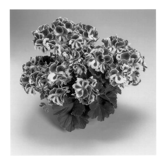 Figure 1 of US plant patent PP13518, the photograph of Elegance Purple Bicolor printed in the patent.