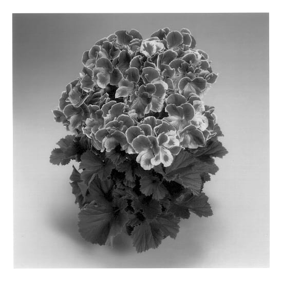 Figure 1 of US plant patent PP13519, the photograph of Jewel printed in the patent.