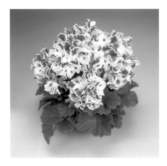 Figure 1 of US plant patent PP13520, the photograph of Elegance Raspberry Swirl printed in the patent.