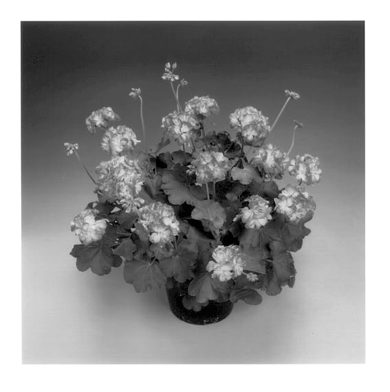 Figure 1 of US plant patent PP13521, the photograph of Stardom Pink and White printed in the patent.