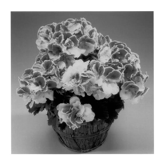 Figure 1 of US plant patent PP13522, the photograph of Bravo printed in the patent.