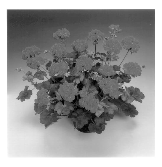 Figure 1 of US plant patent PP13523, the photograph of Stardom Red printed in the patent.
