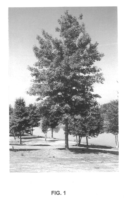 Figure 1 of US plant patent PP13524, the photograph of QNFTA printed in the patent.