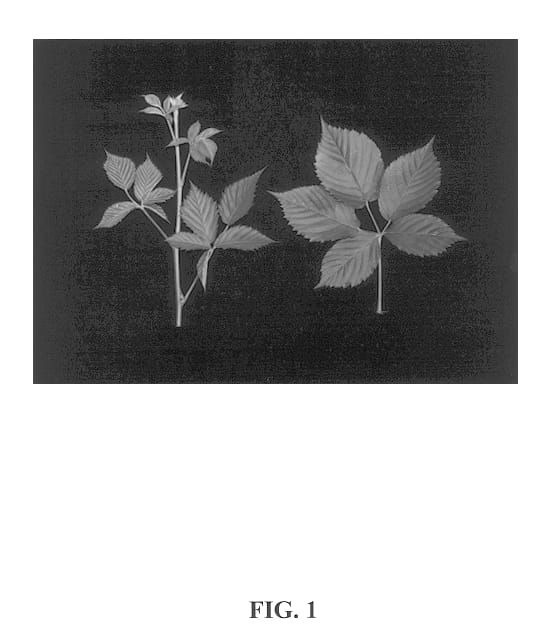 Figure 1 of US plant patent PP13525, the photograph of Pecos printed in the patent.