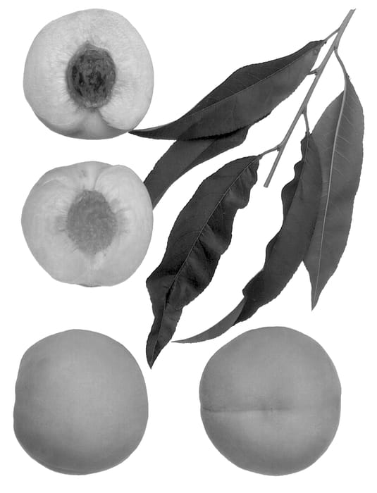 Figure 1 of US plant patent PP13526, the photograph of Yuba Gold printed in the patent.
