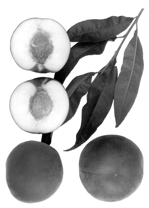 Figure 1 of US plant patent PP13527, the photograph of Sierra Snow printed in the patent.