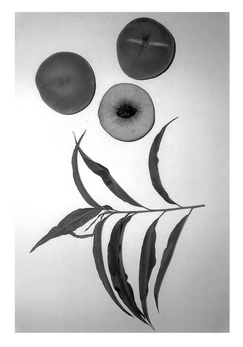 Figure 1 of US plant patent PP13528, the photograph of Burpeacheleven printed in the patent.