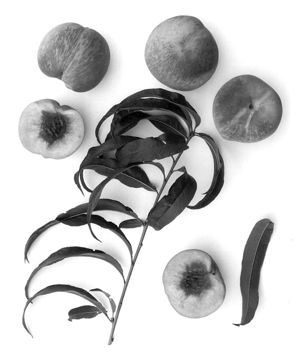 Figure 1 of US plant patent PP13529, the photograph of Burpeachtwelve printed in the patent.