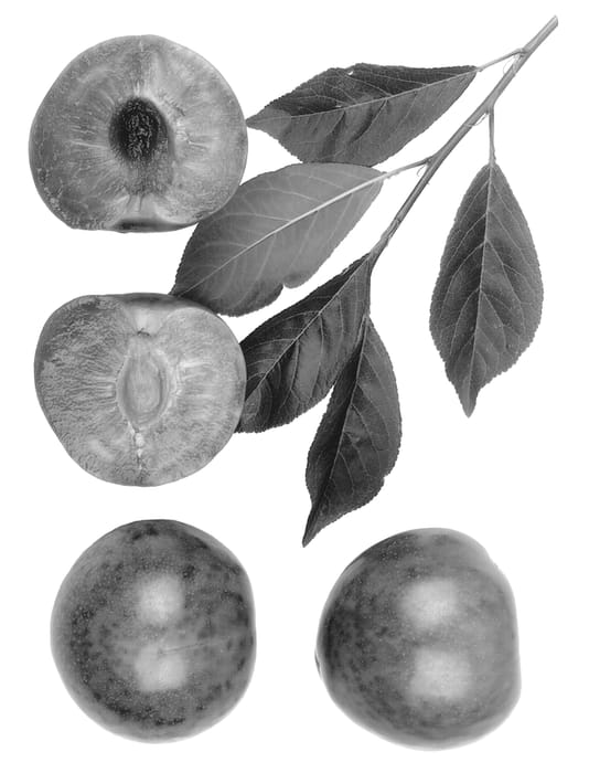 Figure 1 of US plant patent PP13530, the photograph of Early Dapple printed in the patent.