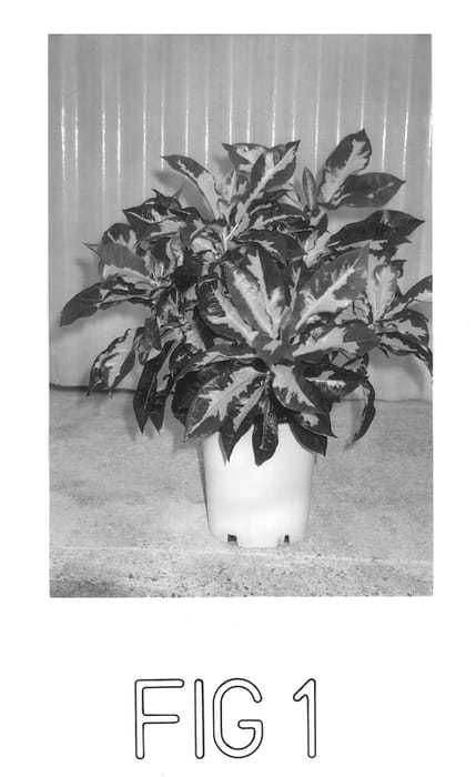 Figure 1 of US plant patent PP13531, the photograph of Croton Zulu printed in the patent.