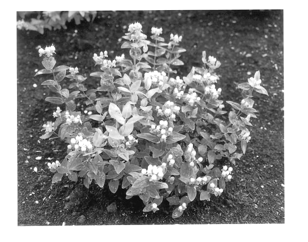 Figure 1 of US plant patent PP13532, the photograph of Kolmbeau printed in the patent.