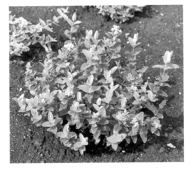 Figure 1 of US plant patent PP13533, the photograph of Kolmsweet printed in the patent.