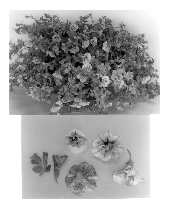 Figure 1 of US plant patent PP13534, the photograph of Condopinkveined printed in the patent.