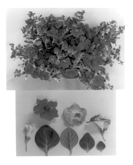 Figure 1 of US plant patent PP13535, the photograph of Condopink printed in the patent.