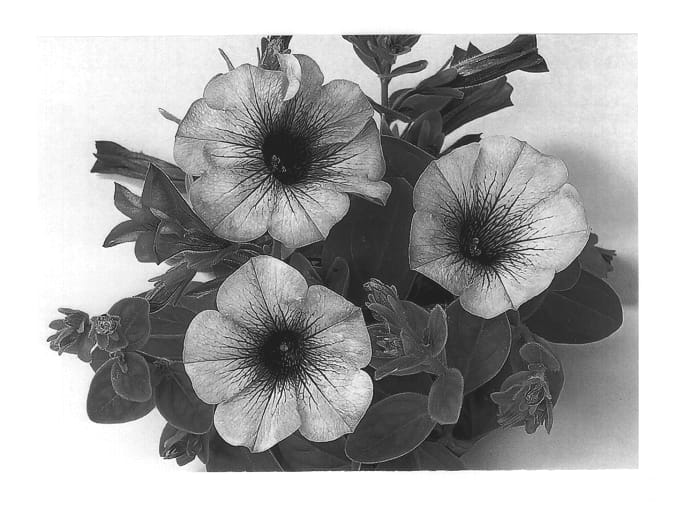 Figure 1 of US plant patent PP13536, the photograph of Duesurpivein printed in the patent.