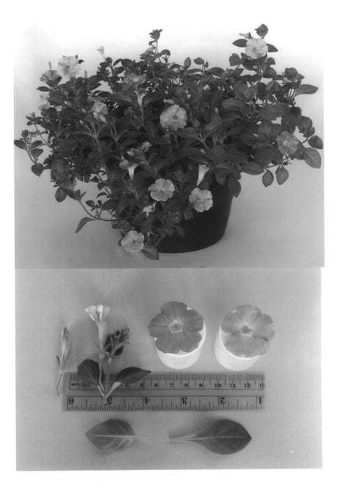 Figure 1 of US plant patent PP13537, the photograph of Conlilac printed in the patent.