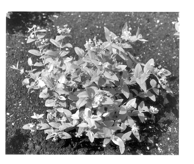 Figure 1 of US plant patent PP13538, the photograph of Kolmagif printed in the patent.