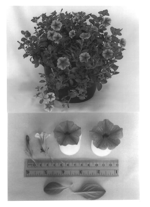 Figure 1 of US plant patent PP13539, the photograph of Constraw printed in the patent.