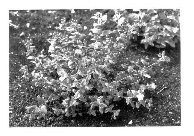 Figure 1 of US plant patent PP13540, the photograph of Kolmgia printed in the patent.