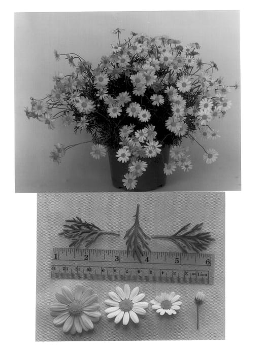Figure 1 of US plant patent PP13541, the photograph of Cobsing printed in the patent.